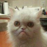 Broken Cats - Telegram канал