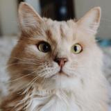 Кисулькены - Telegram канал