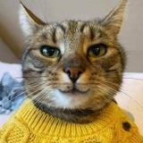 Пушистые угнетатели - Telegram канал