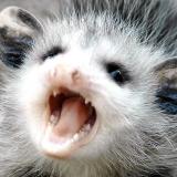 опоссумы на месте (дома) - Telegram канал