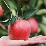 Дача. Сад. Огород - Telegram канал