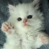 милашки - Telegram канал