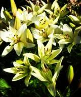 Истринская крестьянка - Telegram канал