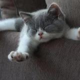 Котята🐹котики🐹кошки - Telegram канал