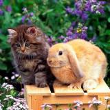 Забота о Домашних Животных - Telegram канал