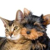 Домашние Кошки и Собаки - Telegram канал