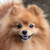 Породистые собаки в дар - Telegram канал