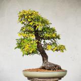 Мастерская бонсай и ниваки - Telegram канал