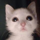 kitties daily^^ - Telegram канал