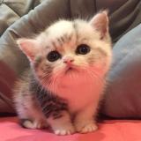 киси - Telegram канал