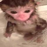 бибизяны - Telegram канал