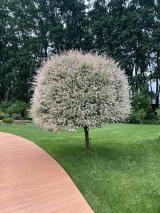 Ландшафтный дизайн. Сад. Огород - Telegram канал