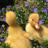 лунапик 🐣 - Telegram канал